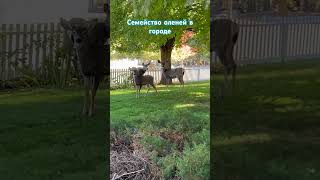 Семейство оленей в городе.🦌#олень #олени #олененок #животные #мирживотных
