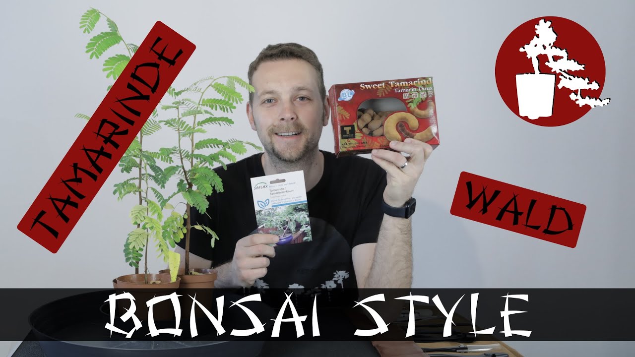 Der Afrikanische Wald | Tamarinde (Tamarindus indica) | #014 Bonsai Style