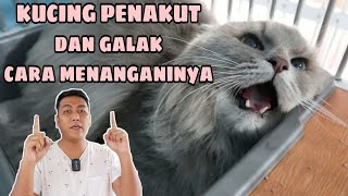 Cara Menangani Kucing Yang Penakut Dan Galak. Lakukan beberapa hal ini ke kucing penakut. #kucing