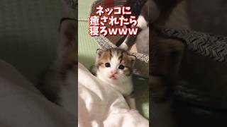 ネッコの動画で癒されたら寝ろｗｗｗ　#2ch  #動物  #猫 #癒やし #ねこ動画
