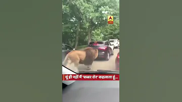 Lion On Road Babbar Sher Road Per Aa Gya Lion Video King Of Forest 