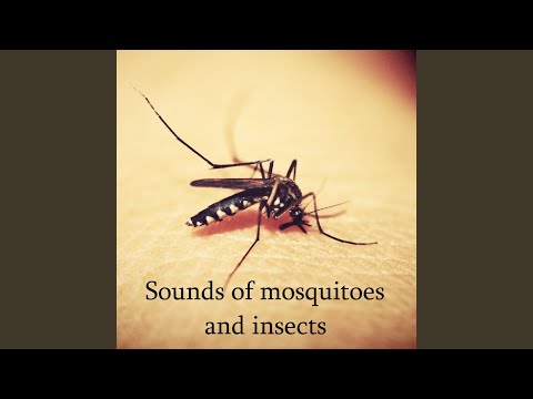 ትንኝ ድምፆች