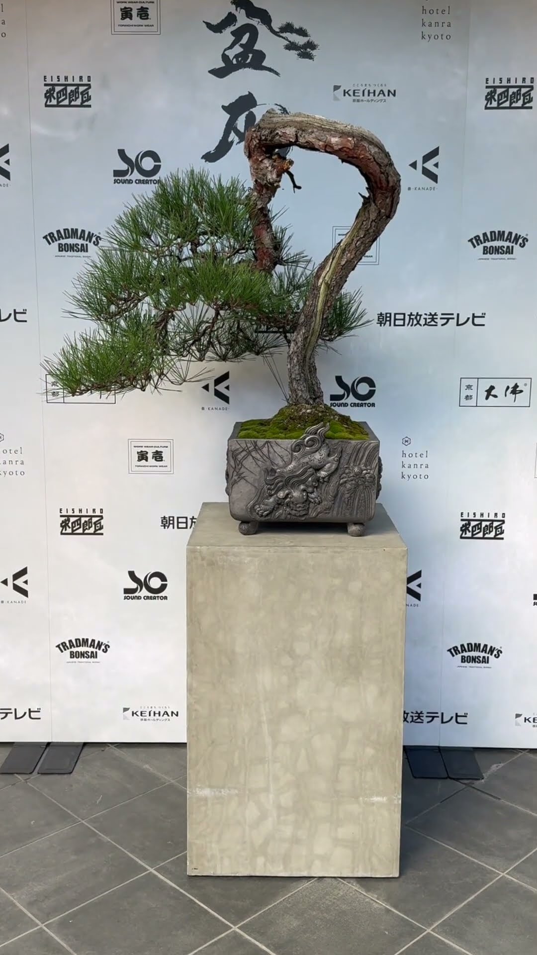 tradmans #japanesetraditional #bonsai #teppei_kojima501
