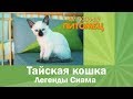 ТАЙСКАЯ КОШКА: злая и мстительная или верный друг?