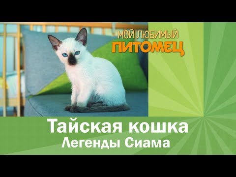 Вопрос: Сколько зубов у тайской кошки?