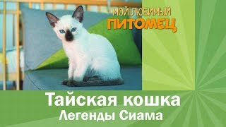 Тайские кошки Тайские кошки