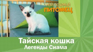 ТАЙСКАЯ КОШКА: злая и мстительная или верный друг?