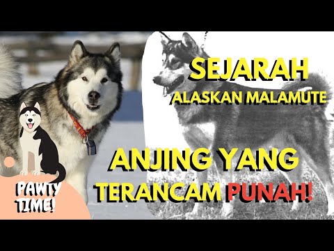 Video: Anjing Alaskan Malamute Breed Hypoallergenic, Kesehatan Dan Masa Hidup