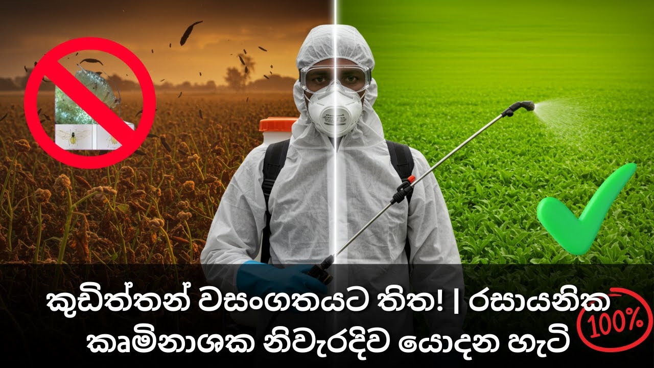 කුඩිත්තන් වසංගතයට තිත! | රසායනික කෘමිනාශක නිවැරදිව යොදන හැටි