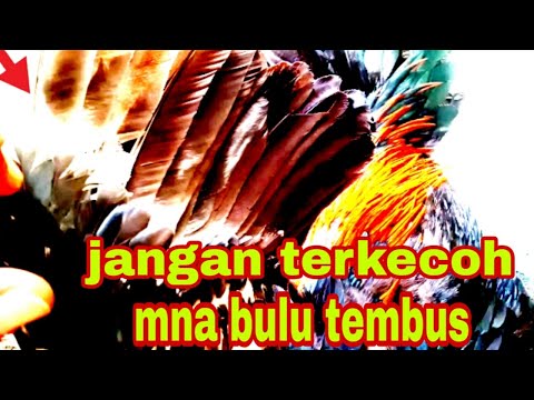 Video: Rahsia Bulu Berwarna