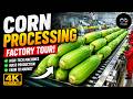 Inside a Modern Corn Milk Factory: From Fresh Corn to Bottles (From Start to Finish)