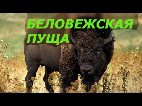 Экскурсия в Беловежскую пущу. Музей природы. Май 2017