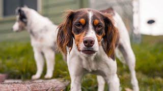 The Outstanding Qualities of Brittany Dogs as Hunting Companions