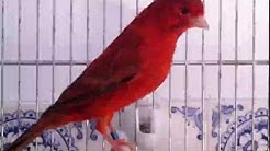 Suara master kenari juara terbaik - Durasi: 15:21. Suara master kenari juara terbaik - Durasi: 15:21.