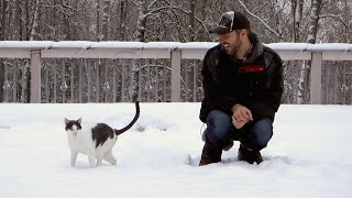Cats In The Snow  [Living in Alaska 93]