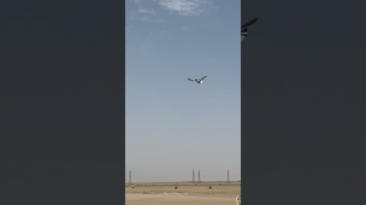 لوت حمام لوت الكويت #birds #لوت #لوت_الكويت #الكويت #السعودية #صيد #العراق #حمام_لوت #اكسبلور 