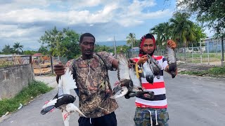 COMMUNITY HUNTING WILD Pigeon Catch N cook
