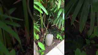 The Lokha Ubud Resort Ubudbali Luxury Pool Villa