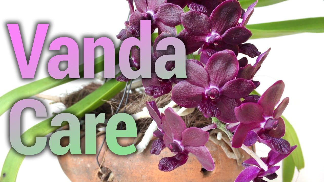Методы выращивания Ванды на подоконнике