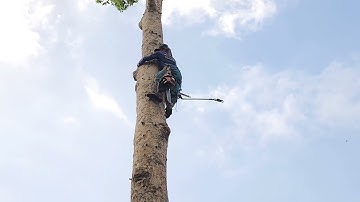 Cưa  cây  dầu  siêu  to , Với  cây  bạch  đàn  .Cưa  cây  kỷ  thuật  cao