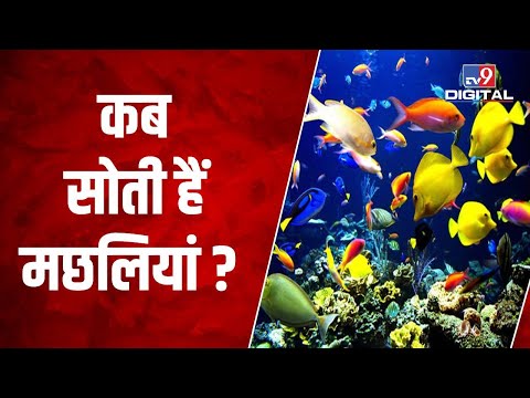 वीडियो: समुद्री तारे कब खाते हैं?