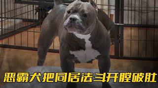 惡霸犬攻擊性太强一口下去給法鬥開膛破肚還見人就往臉上撲咬