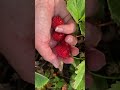 Harvest time! #harvest #growfood #gardening #strawberries #harvesting