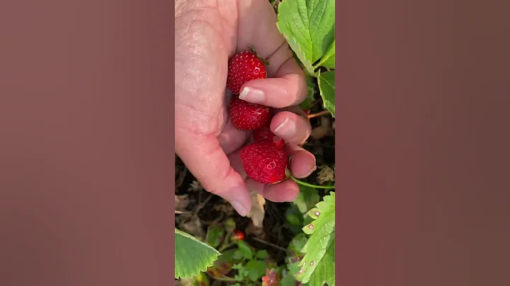 Harvest time! #harvest #growfood #gardening #strawberries #harvesting - DayDayNews