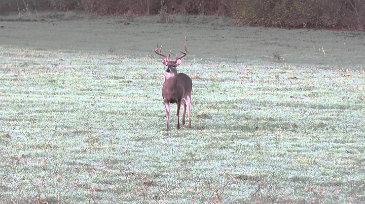 Red Ice Hammers an 8 point with the .300 win mag Suppressed