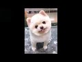 CUTE animal compilation fails 2020