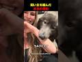 飼い主を噛んだ本当の理由