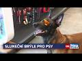 Sluneční brýle pro psy nejsou pro parádu. Veterináři radí, kdy po nich sáhnout