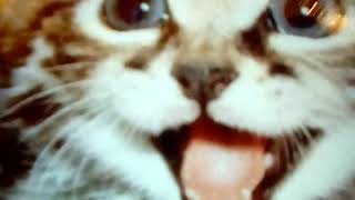 Говорящие котики (озвучка) Говорящие котики (озвучка)