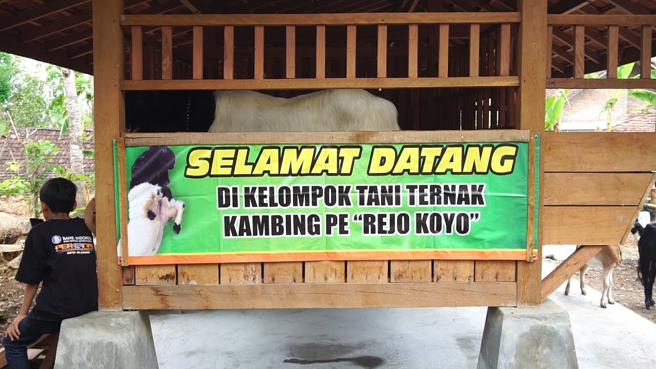 Desa Getas, Kampung Ternak Kambing PE 