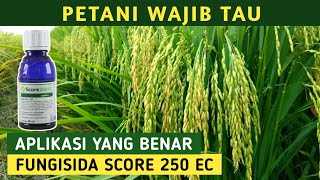 Ini Dia Waktu Yang Tepat Pengaplikasian Fungisida Score Yang Benar