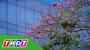 TP.HCM: Rực rỡ sắc hoa kèn hồng | THDT