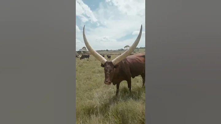Amazing Animal Growth Journey of Tiger, Rhino and Cow! thumbnail