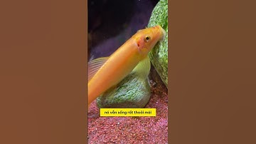 Khám phá loài cá dọn bể vô địch mà ai cũng cần! 🐠✨ #methuysinh #aquarium #fish #fyp