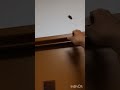 何度もゴキブリに殺されるしょっちー #shorts