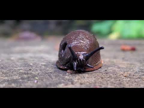 THE SPANISH SLUG