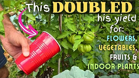 Doing this RIGHT NOW will double your TOMATO harvest and other vegetables yield