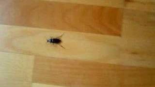 Bug Bug