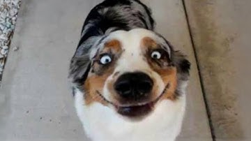 These Dogs Will Break Your Laugh Meter! 😂 Funny Dog Videos 2025