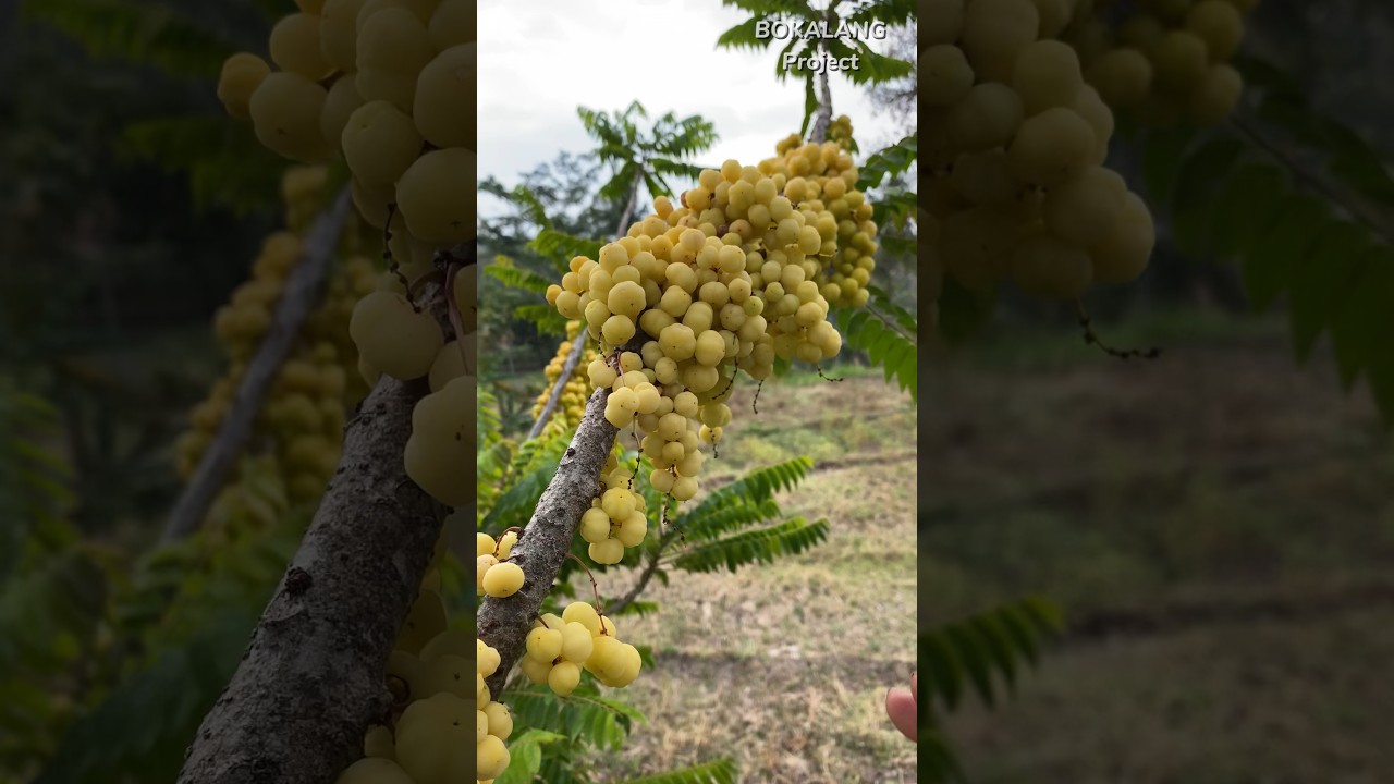 Bikin Rujak Buah CERMAI Langka, Mantap.😁 