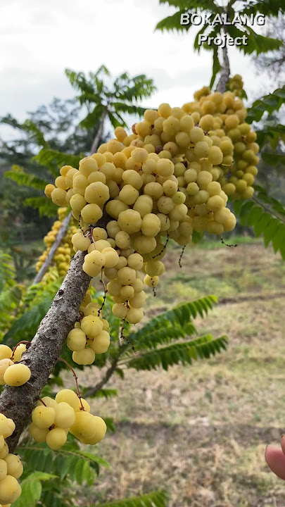 Make a rare CERMAI fruit salad, awesome. 😁 #adventure #bolang #survival #fruit