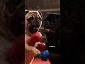 Pug boxing competition 🥊 who do you think will win ?🥇 #pug #boxing #box #boxingtraining #doglife