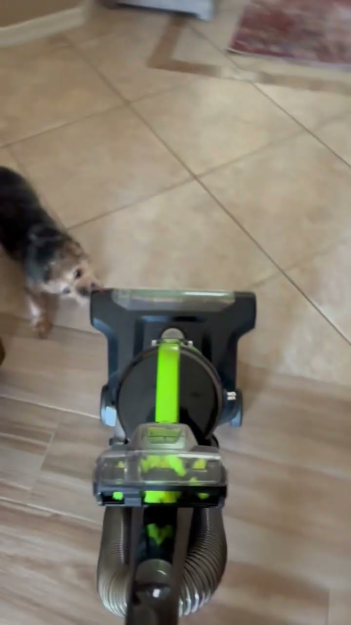 Little Dog Tries to Show the Vacuum Who's Boss || ViralHog