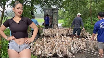 Full Video” The Journey of Transporting Migratory Ducks by Boat and Truck to New Lands for Food”farm
