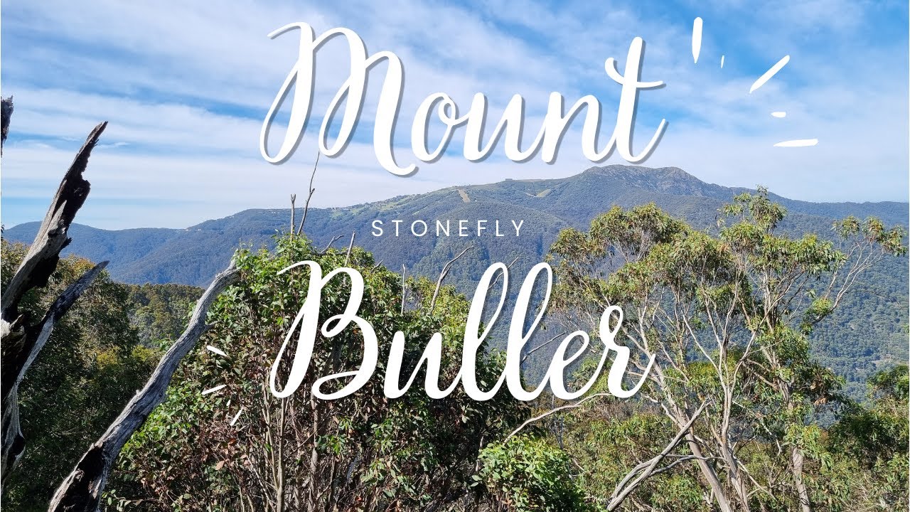 Mount Buller Stonefly