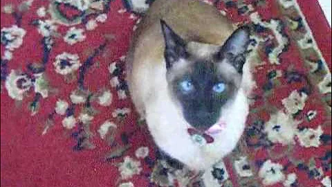 Watch the video about Amazing Seal Point Siamese